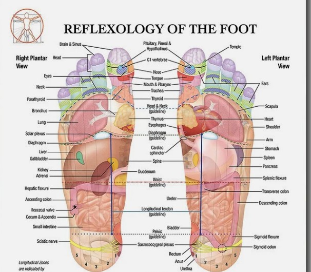 Foot reflexology diagram